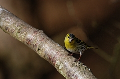 David Plant Photography - Wildlife Photographer - Siskin male - A